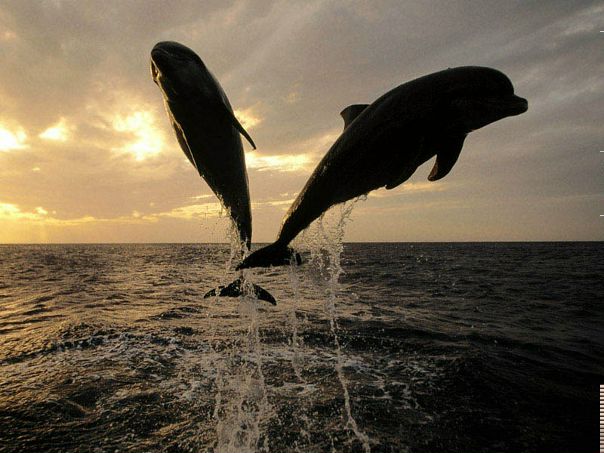 №6, Светик Кухарина, 62 года, Николаев №6, Светик Кухарина, 62 года, Николаев