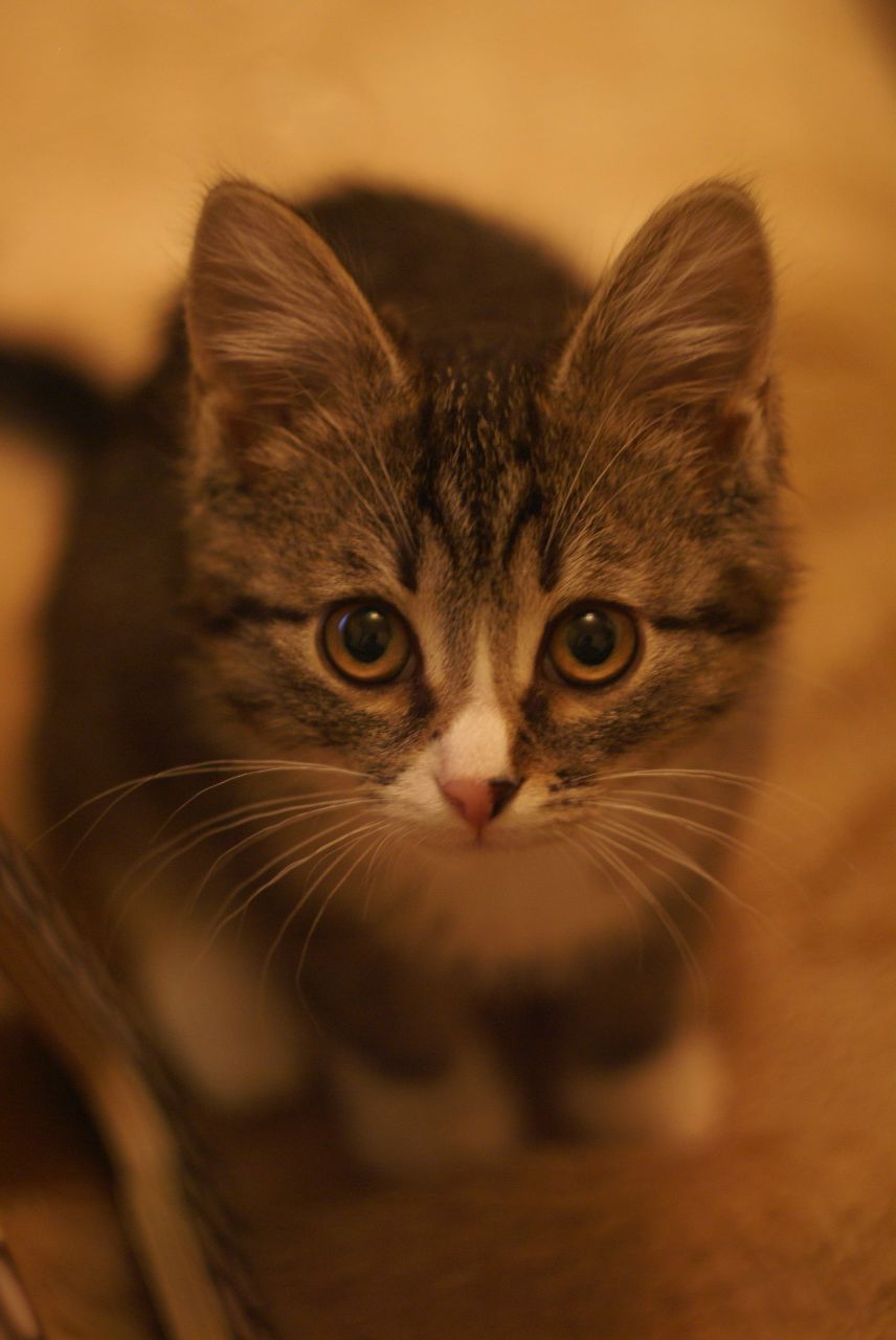 Anastasia Sidelnikova | 