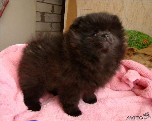 Дмитрий Денисов | Кемерово