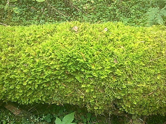 Иван Потапов | Миасс