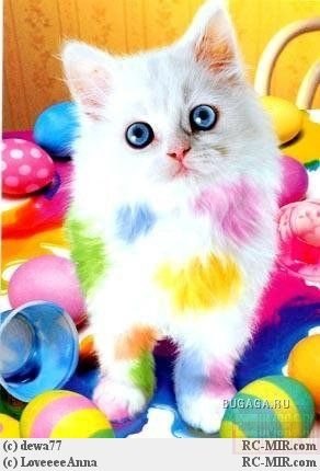 Олечка Маковская | Москва