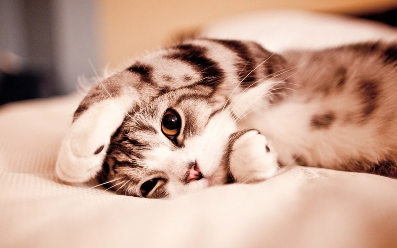 Оля Мольская dIrrS | Нижний Новгород