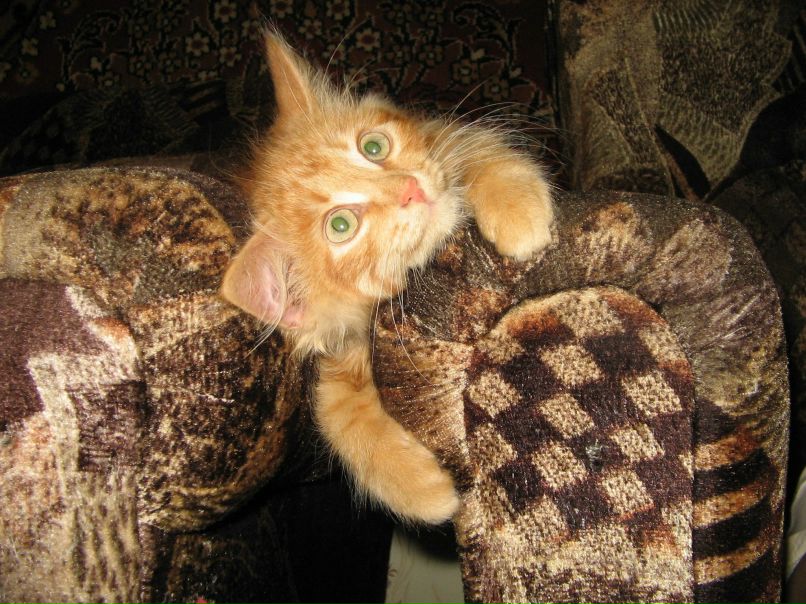 Александер Кошкин pror'ok | Советск