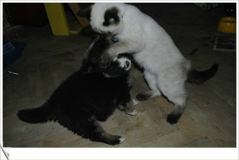 Тін Пань | Львов