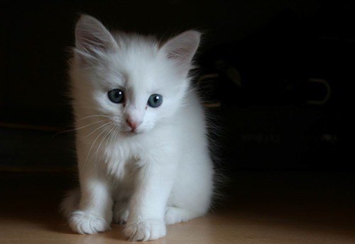 Оксана Ситкович | Витебск