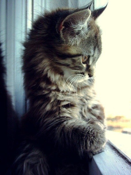 Дашулечка Гордеева | Санкт-Петербург