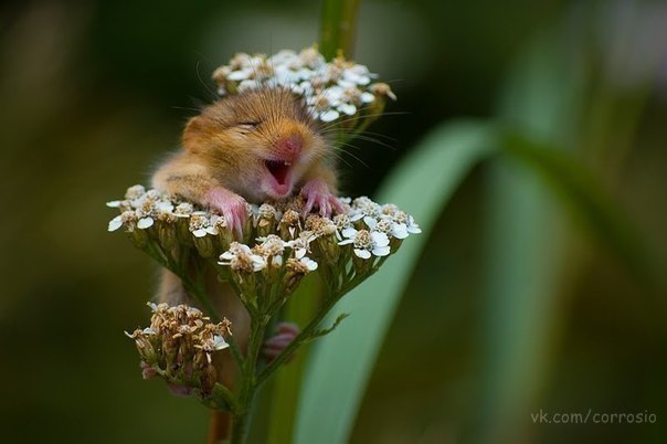 Игорь Щуровский | Москва