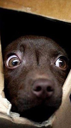 Макс Климов | Чашники