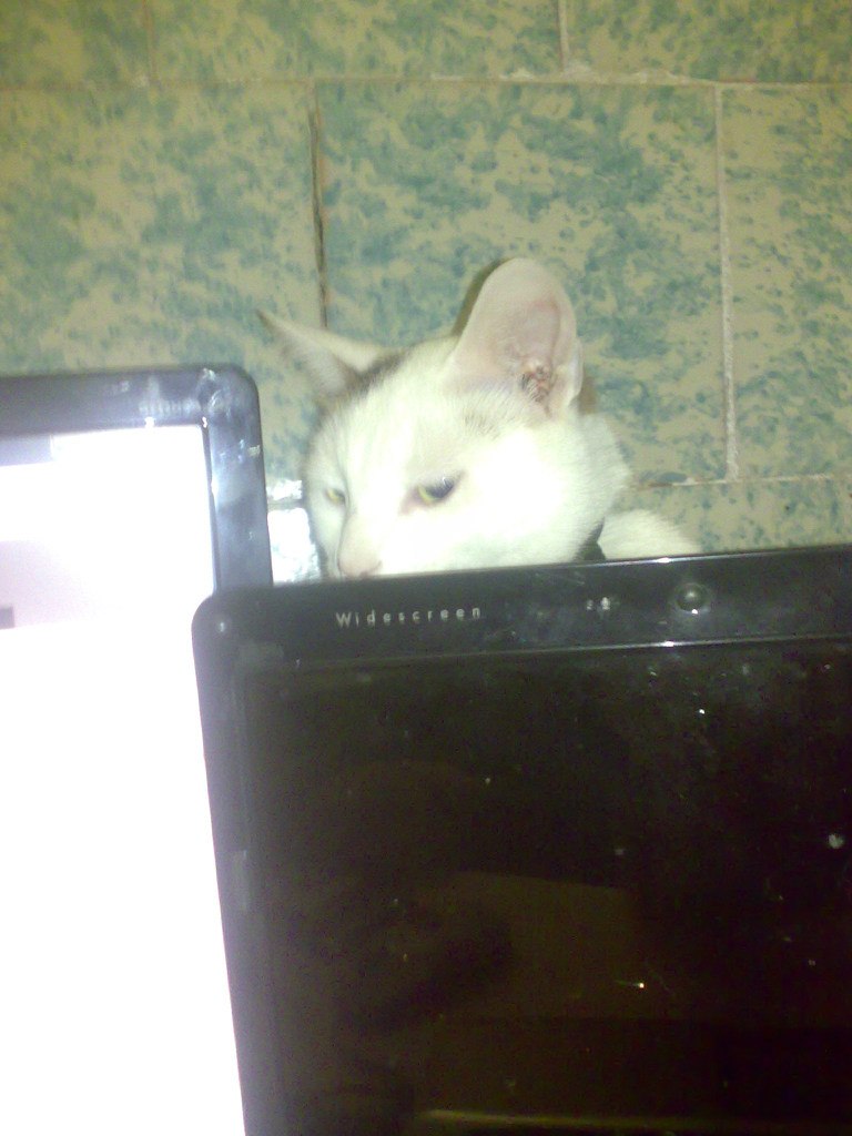 Тарлан Миркамиров Миркамирович | Санкт-Петербург