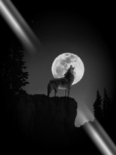 №5, Олег Личак №5, Олег Личак