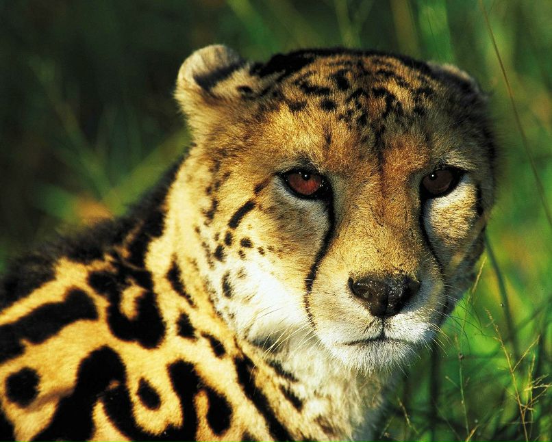 Асюша Демчук | Хабаровск