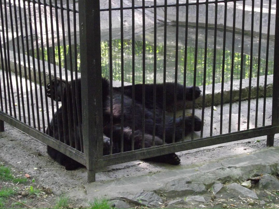 Галина Зайко | Новосибирск