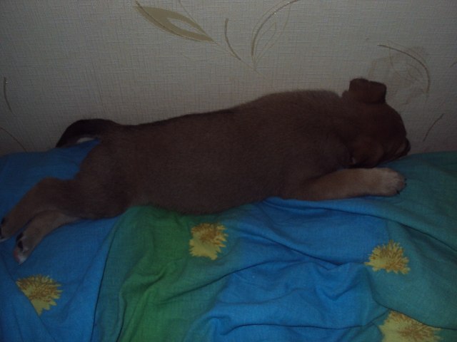 Елена Щербакова | Архангельск