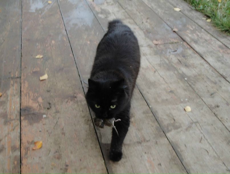 Елена Антонова | Архангельск