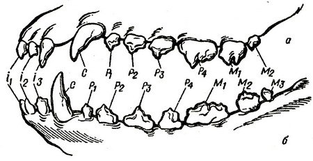 Зубы у собаки схема. Премоляр верхней челюсти у собаки. Строение зубов собаки схема.