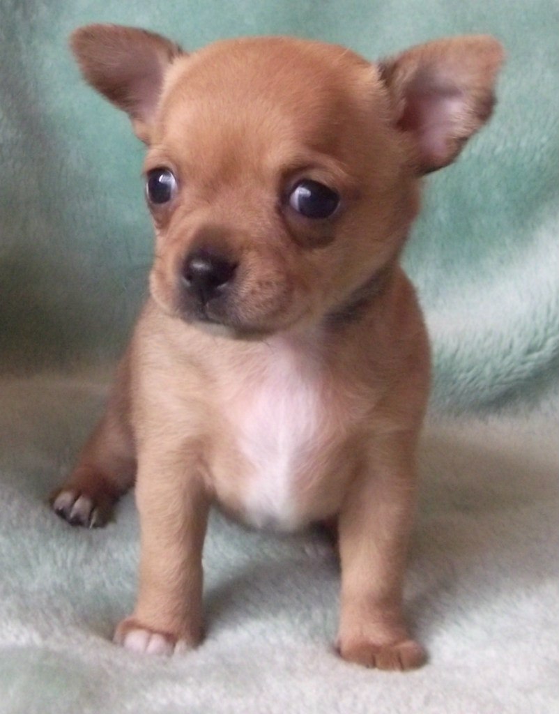 Анастасия Коробова | Санкт-Петербург