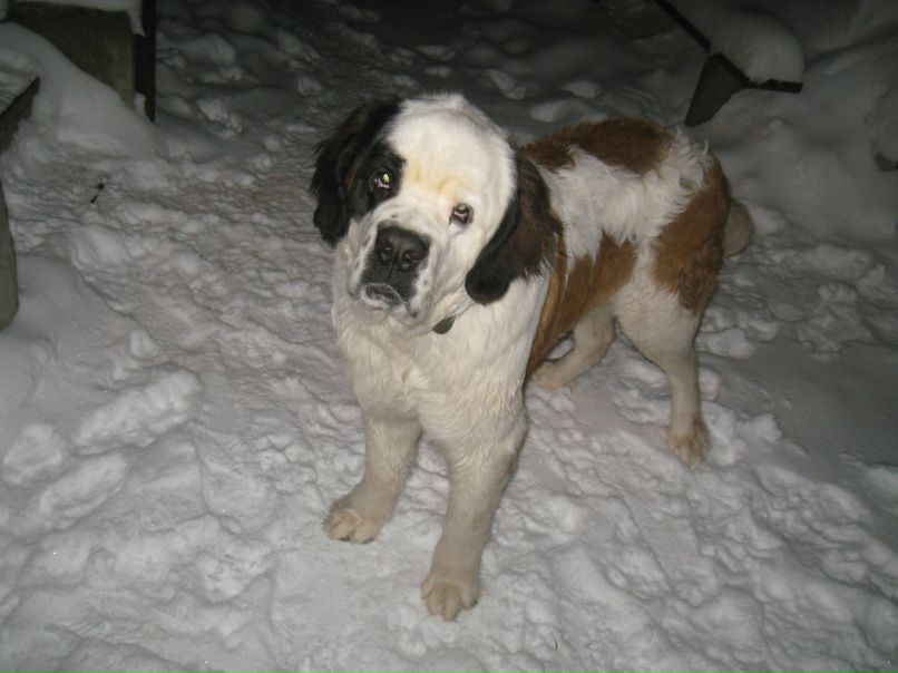 Ванек Петрикей | Чернигов