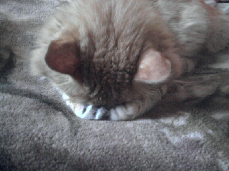 Максим Илющенко | Новокузнецк