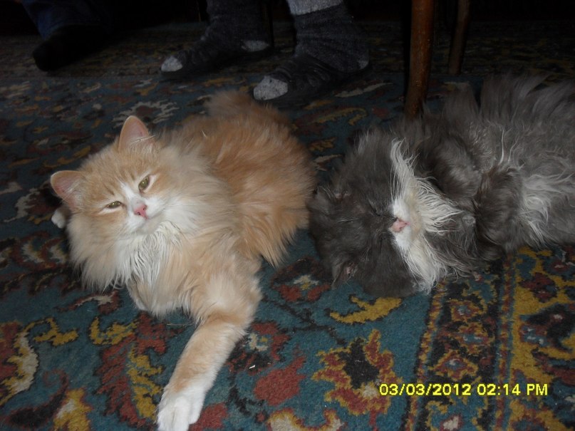 Татьяна Яшумова | Ярославль