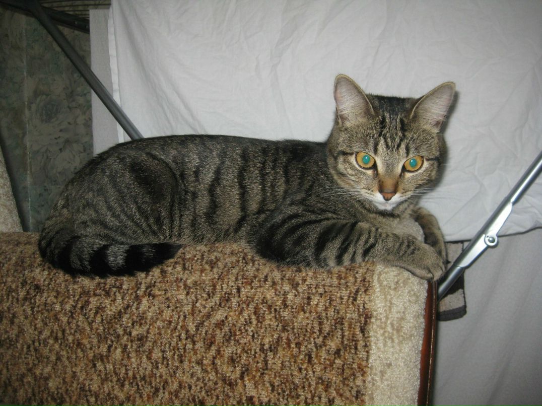 Денис Веснин | Киров