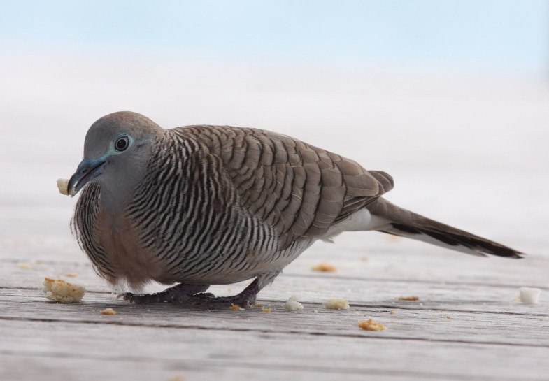 Мария Кожирнова m@l@i | Нижний Новгород