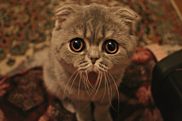 Тамара Баглай | Москва