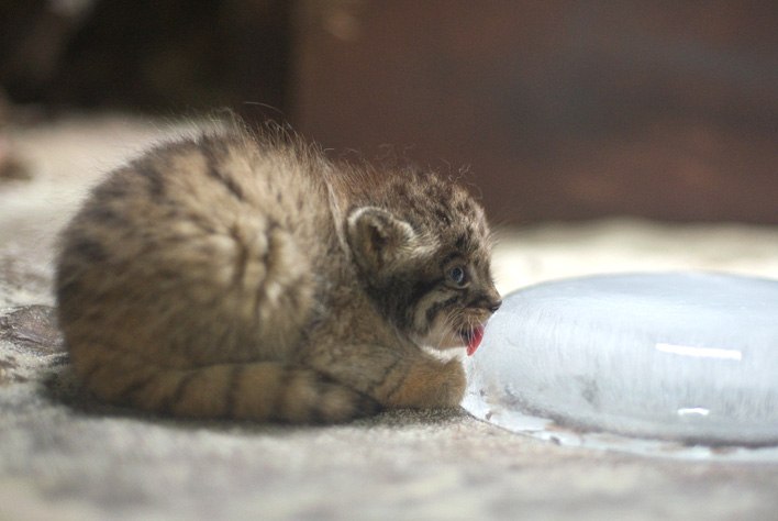 Евгений Вдовенко | Киев