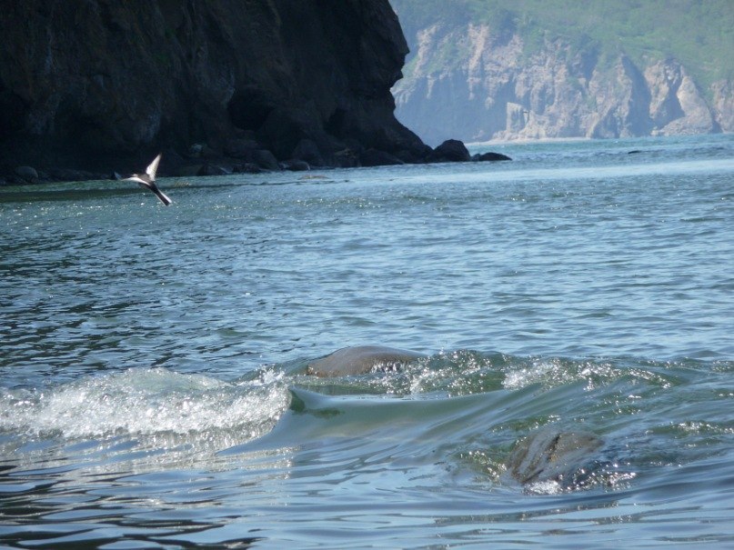 Саша Бутовский | Петропавловск-Камчатский