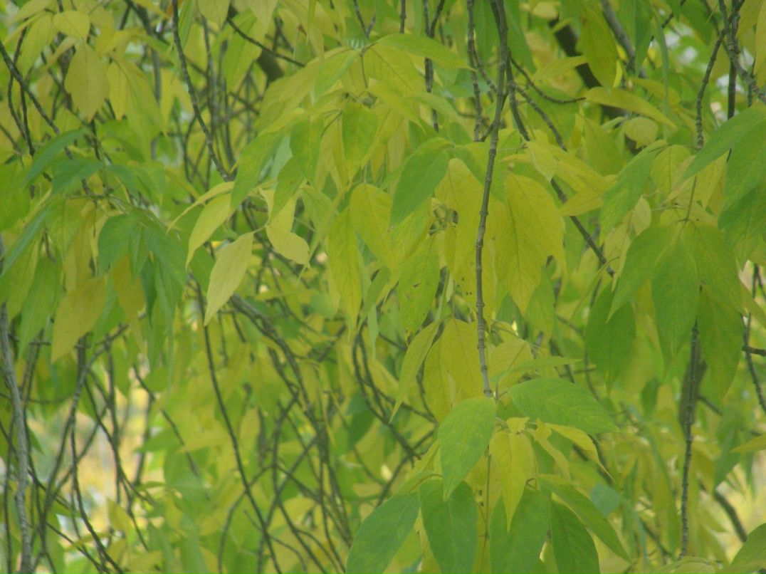 Альфия Билалова Фагильевна | Набережные Челны