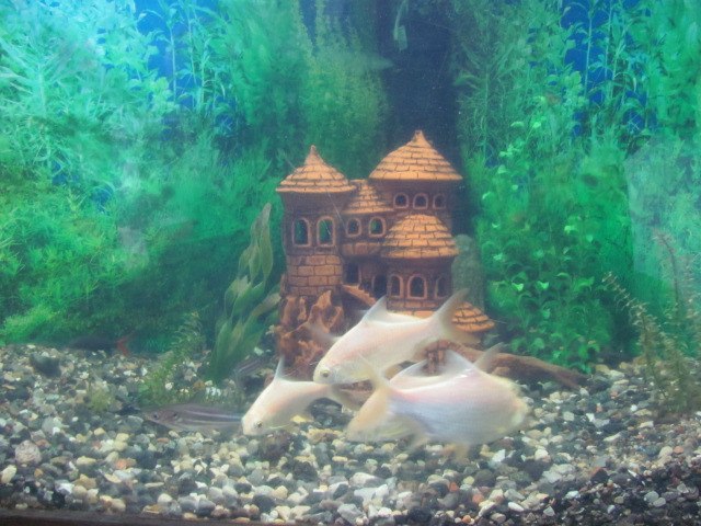 Лариса Софонова-Федорова | Олонец