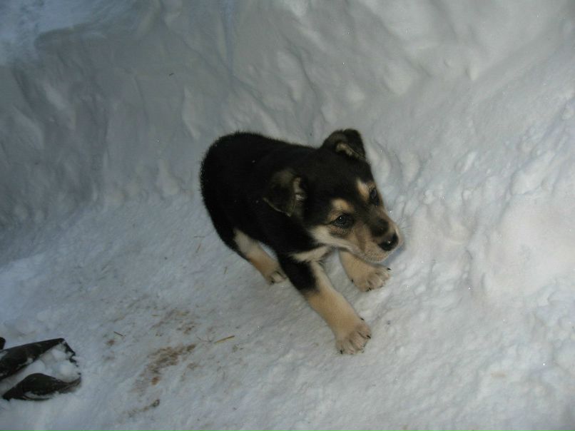 Андрей Елифанов | Димитровград