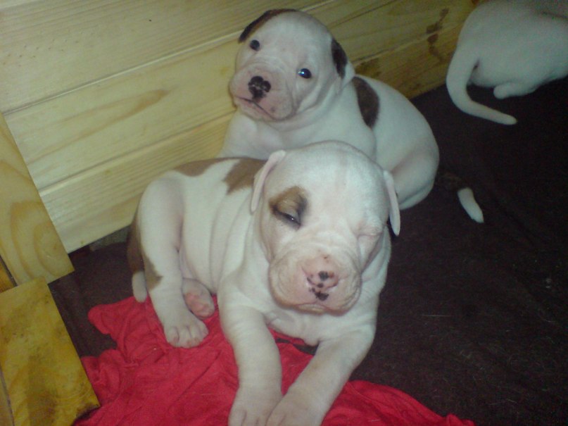 Жека Раджабов | Киев