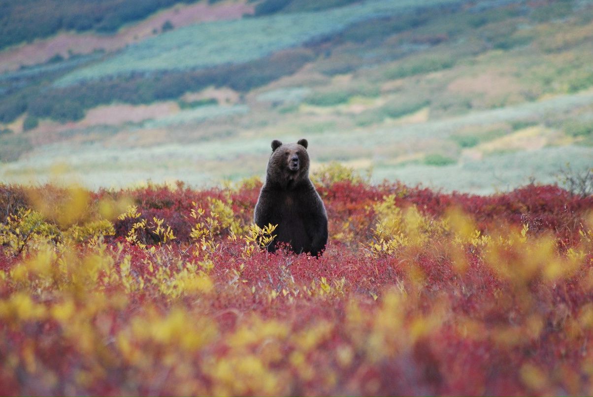 Денис Басалык Олегович | Железногорск