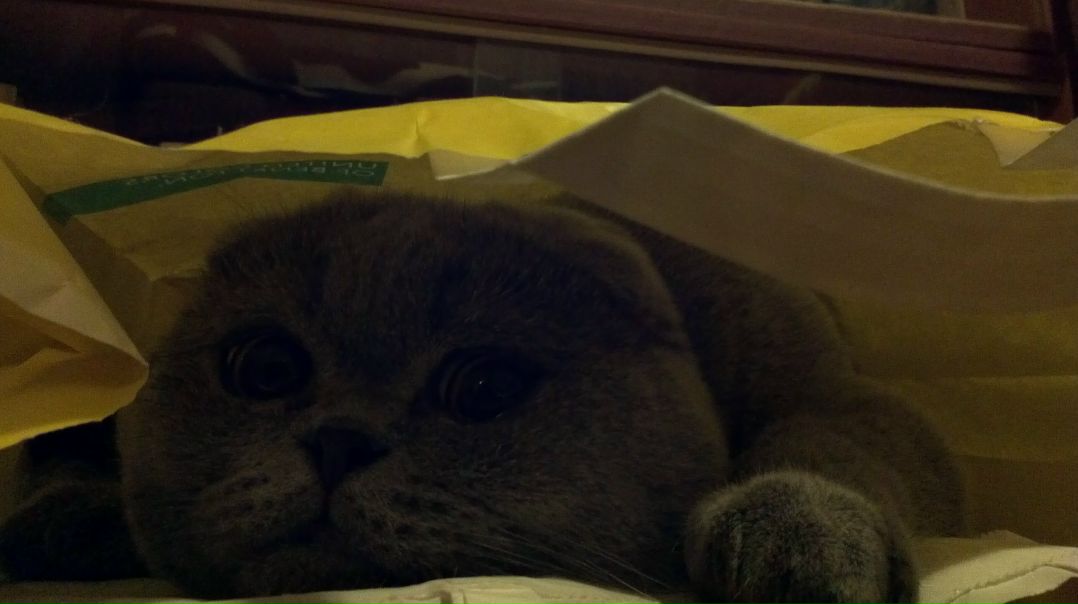 №1, Кирилл Шаповалов, 36 лет, Киев №1, Кирилл Шаповалов, 36 лет, Киев