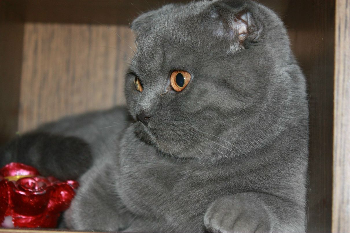 Лена Голубка | Харьков