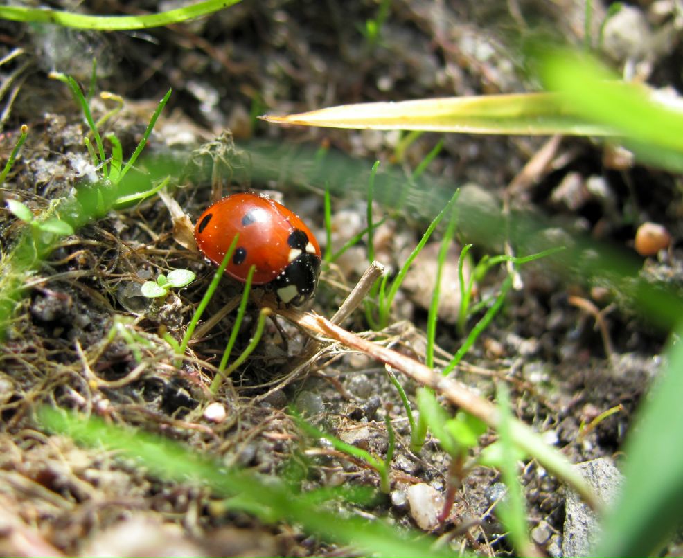 Юрий Лесков | Санкт-Петербург