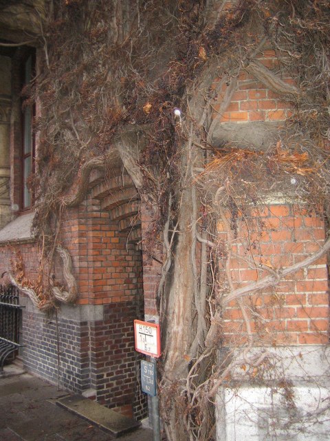 Елена Соломонова | Санкт-Петербург