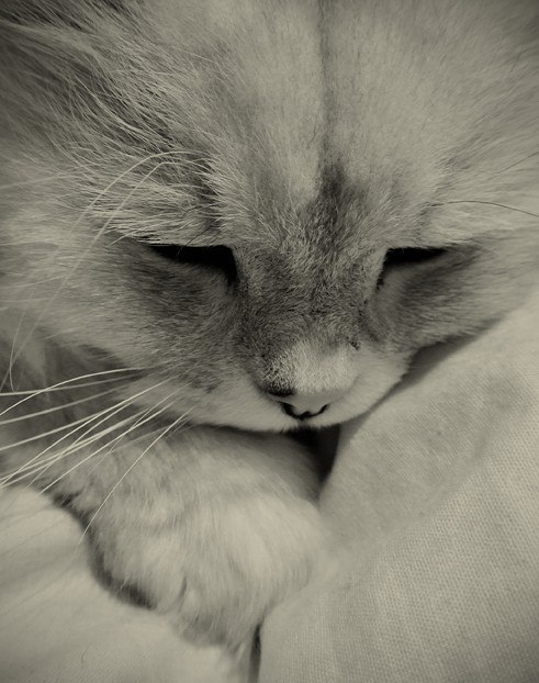 Кристина Гиззатуллина | Калининград