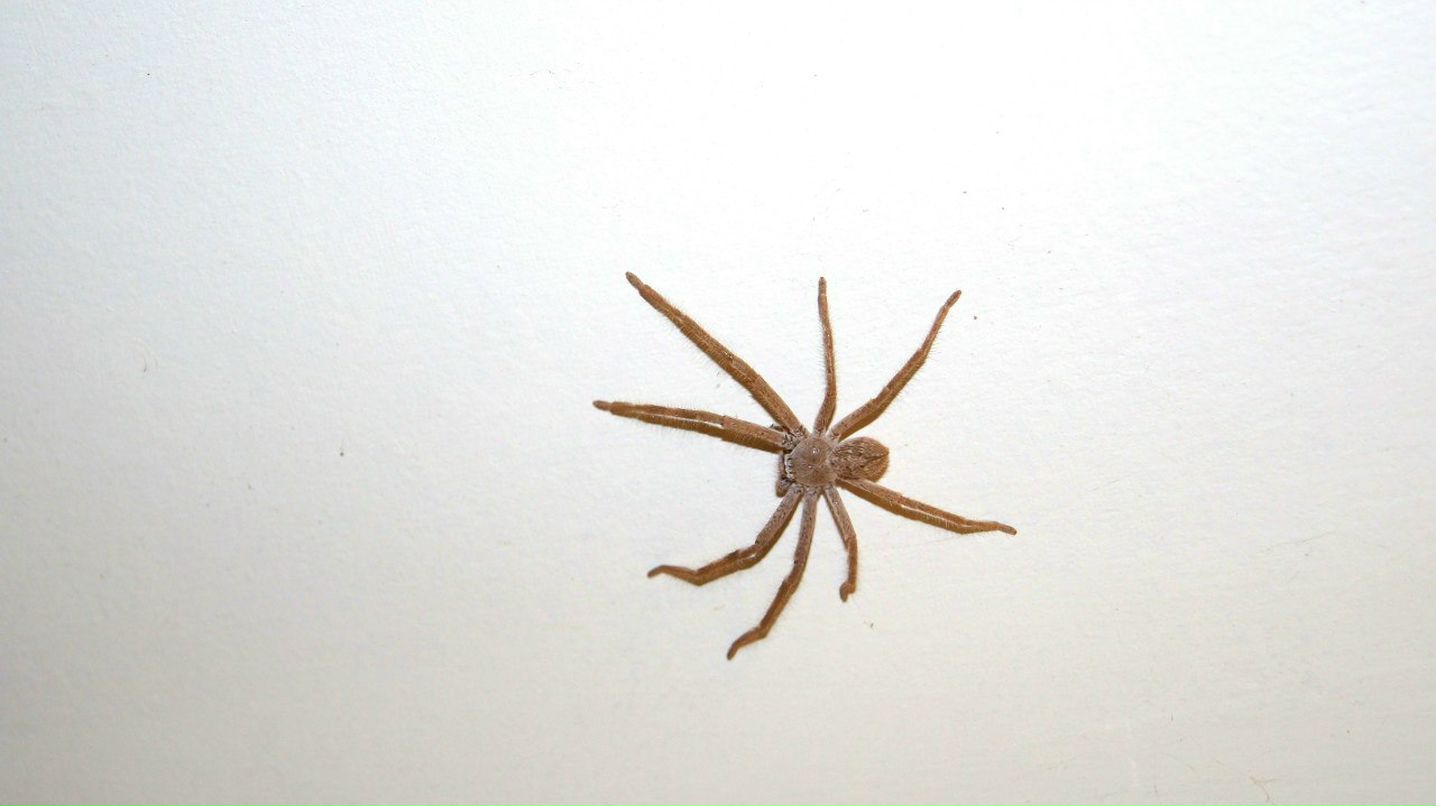 Виталий Золотов | Adelaide