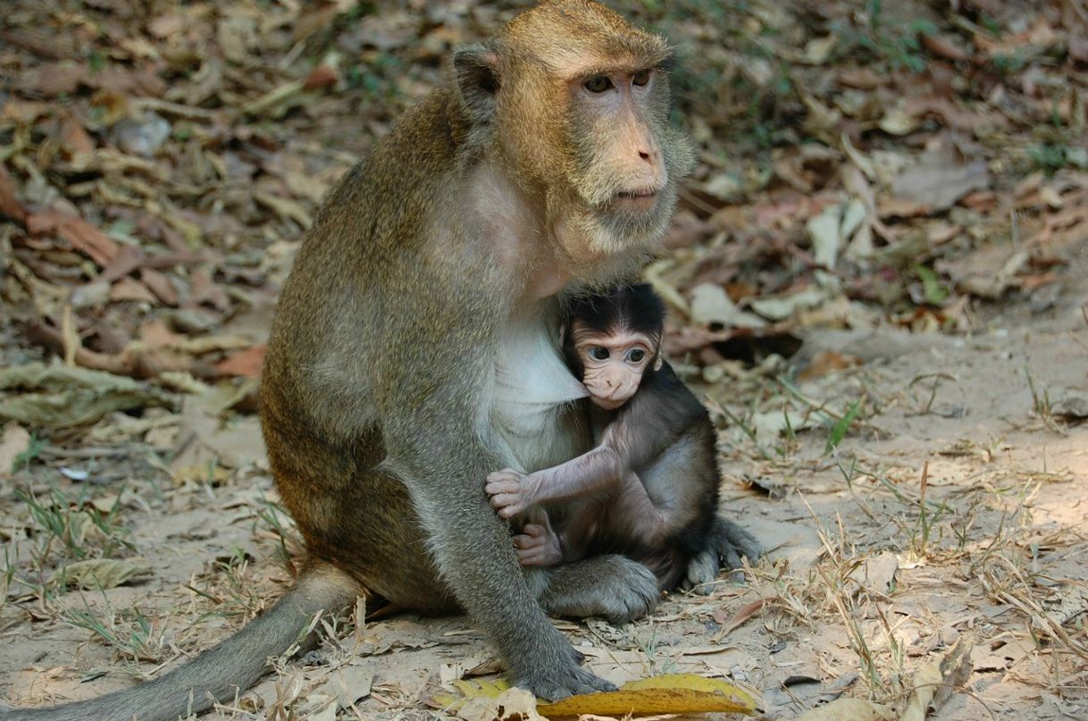 Максим Востряков | Москва