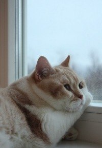 Никита Орлов | Подольск