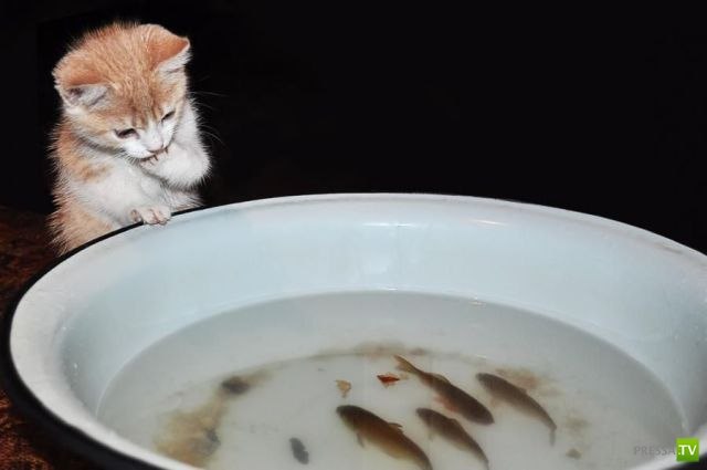 Сергей Васильев Vasek | Чебоксары