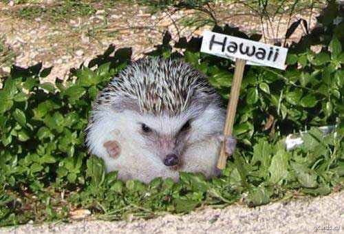 Анастасия Иванова | 