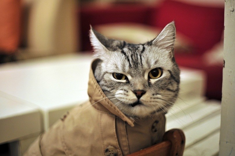 Иван Шалаев | Санкт-Петербург