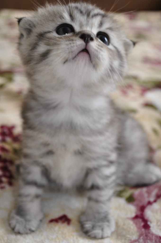 Мария Коновалова | Москва