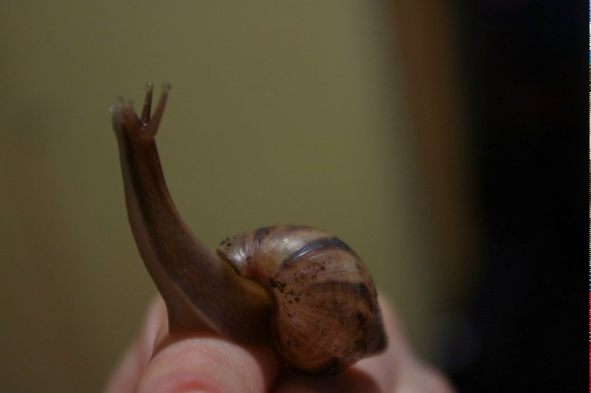 Ульяна Замбер (Улитка) | Москва