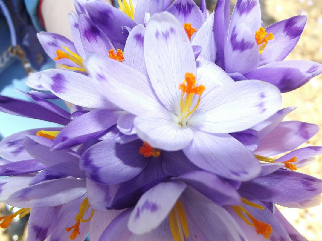 Надія Фігура | 