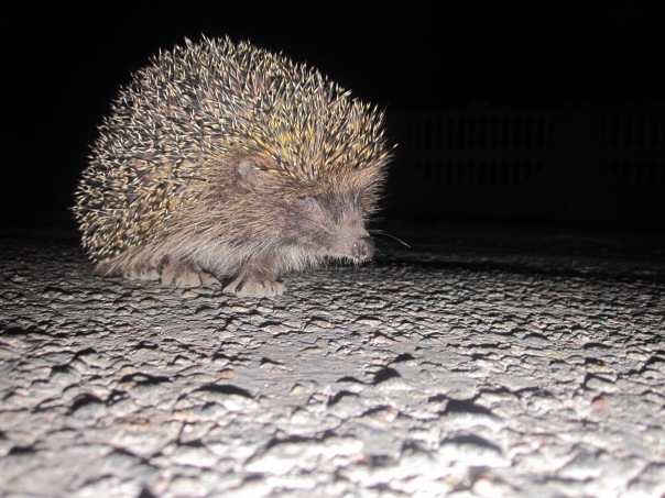 №6, Татьяна Бородецкая №6, Татьяна Бородецкая