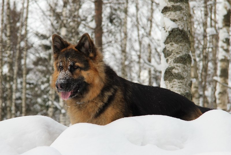 Виктор Кольцов | Санкт-Петербург