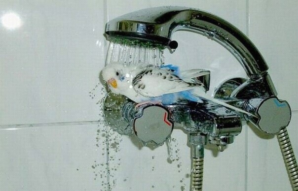 №45, Григорій Авраменко, Navàs №45, Григорій Авраменко, Navàs